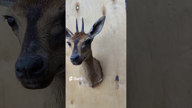 Антилопа дюкер смотреть онлайн