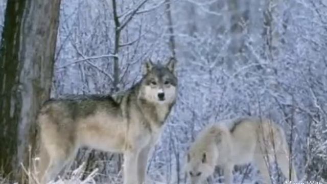 Слайд-Шоу Волков смотреть онлайн