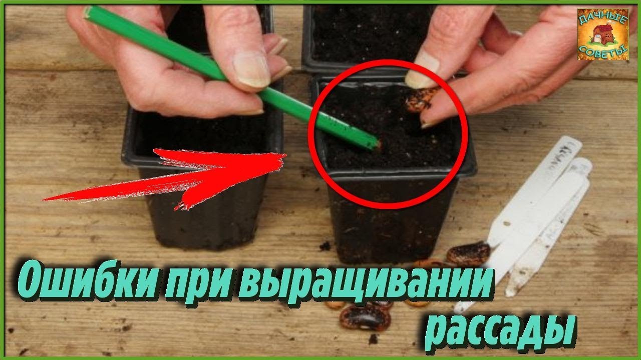 Самые серьезные ошибки при выращивании рассады в домашних условиях Дачные советы и рекомендации смотреть онлайн