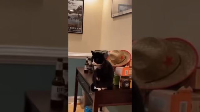 Вселенское осуждение смотреть онлайн