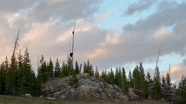 Large Male Grizzly Bear chases Female Black Bear and her Cub смотреть онлайн