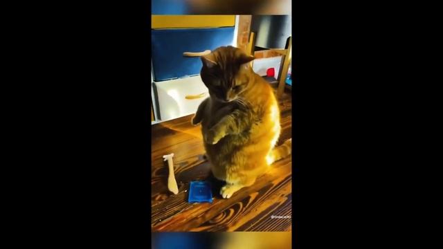 FUNNY DOG MEMES ?? and MOST TRENDING PUPPY 2023 v128 |? Moments of Cute Animal | You Laugh You Lose смотреть онлайн