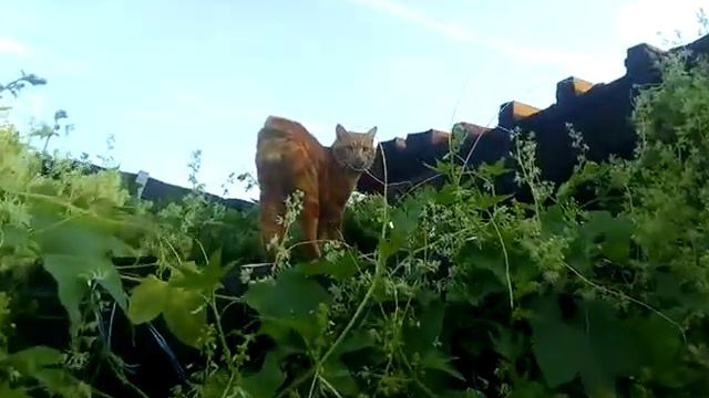 Прыжок бобтейла смотреть онлайн