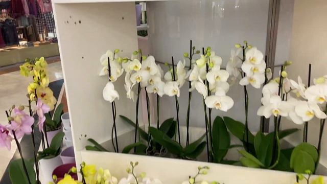 Plant Nursery Visit |Plant price with names | Best Indoor Plants | plant Nursery in Italy смотреть онлайн