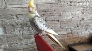 Попугай Корелла. Поведение самки свидетельствующим о половом созревании. Ищет себе самца