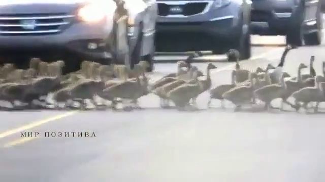 Старшие гуси контролируют процесс перехода через дорогу всей группы смотреть онлайн