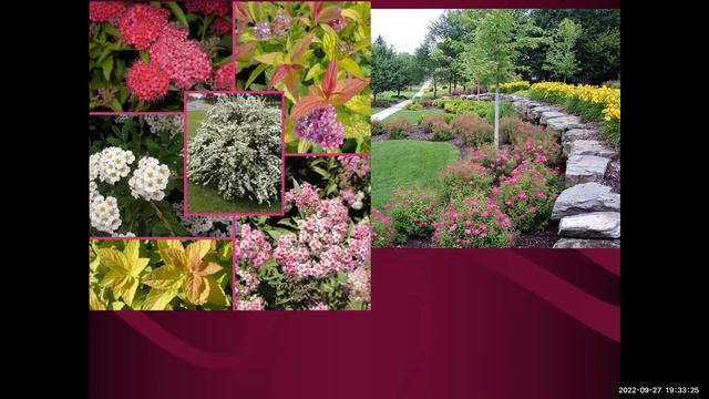 Best Small(ish) Shrubs for the Home Landscape смотреть онлайн