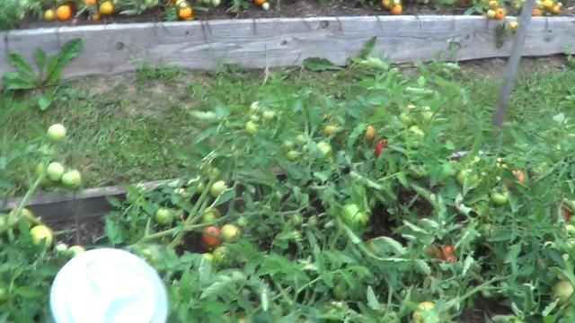 ТОМАТ  НЕПАСЫНКУЮЩИЙСЯ 12