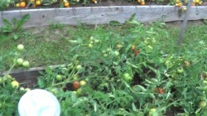 ТОМАТ  НЕПАСЫНКУЮЩИЙСЯ 12