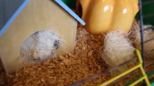 Покупки в зоомагазине. Хомяки утепляют домики.