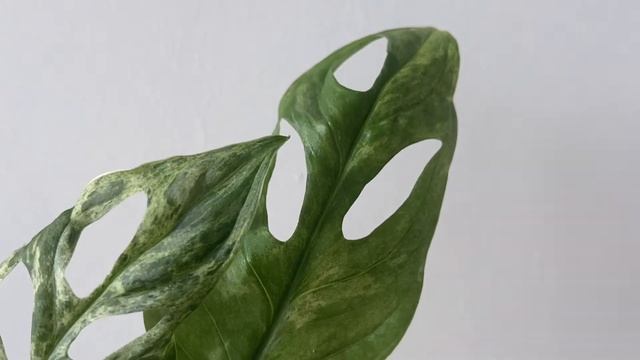 Monstera Adansonii Variegata Mint Indonesian Form [ Short Overview Without Commentary ]