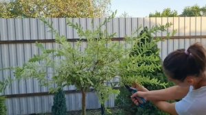 Как обрезать молодую иву ХАКУРО НИШИКИ на штамбе первого, второго года посадки?+ ЧЕСТНЫЙ ОТЗЫВ о не