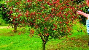 Черешня - обрезка. Снижаем высоту. Формируем чашу.