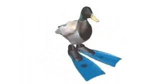 утка крутится под эпичную музыку