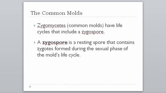 21-2 Classification of Fungi (Part 1) смотреть онлайн