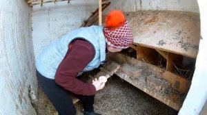 Птицеводство. Организация бизнеса.