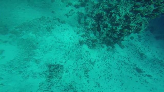 Мурени червоного моря.Red sea Muraenas смотреть онлайн