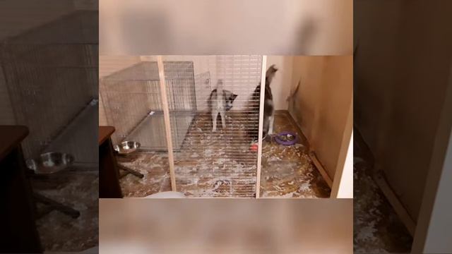 Хаски играют с мячиком-кормушкой / Siberian Husky With Snack-ball