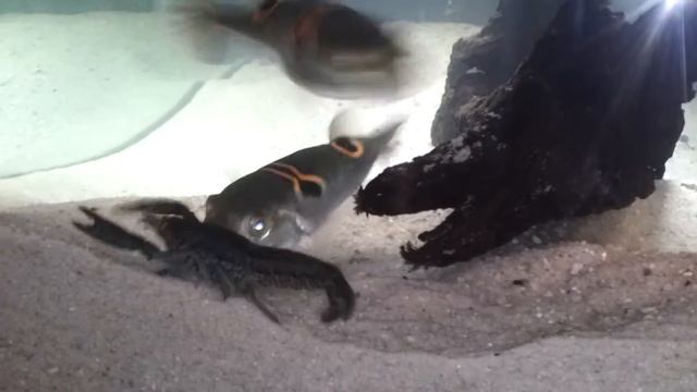 Takifugu ocellatus vs kreeft 3.mp4 смотреть онлайн
