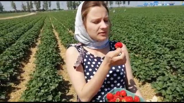 Сбор клубники в Совхозе им. Ленина смотреть онлайн