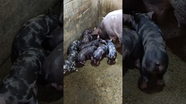 На продажу поросята породы пьетрен. (цена 10т) смотреть онлайн