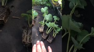 Как влияет Культимар на корневую