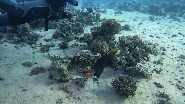 рыба ест морковку