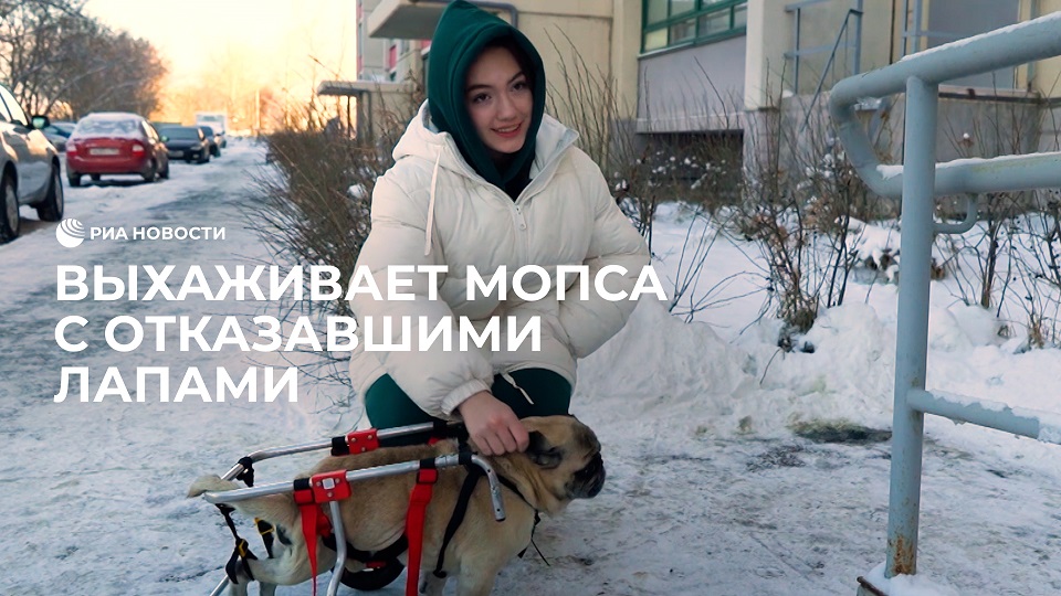 Выхаживает мопса с отказавшими лапами смотреть онлайн