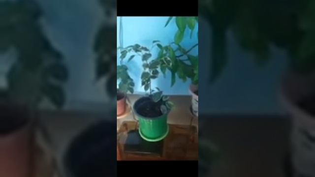 Бенжамина гүлдің күтімі 🌸 смотреть онлайн