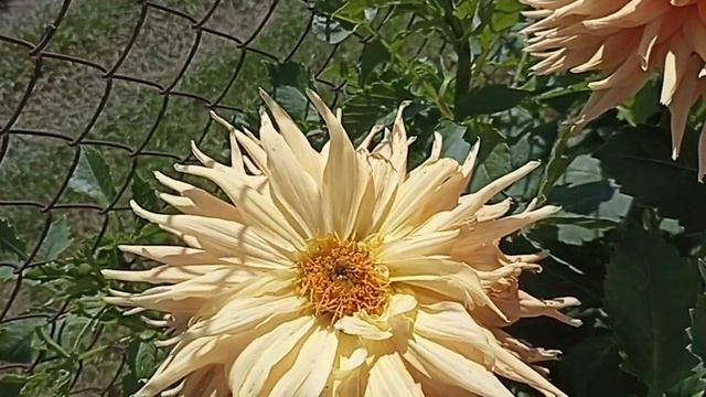 Георгин Винс Сенсейшн . Dahlia Wynns Sensation .