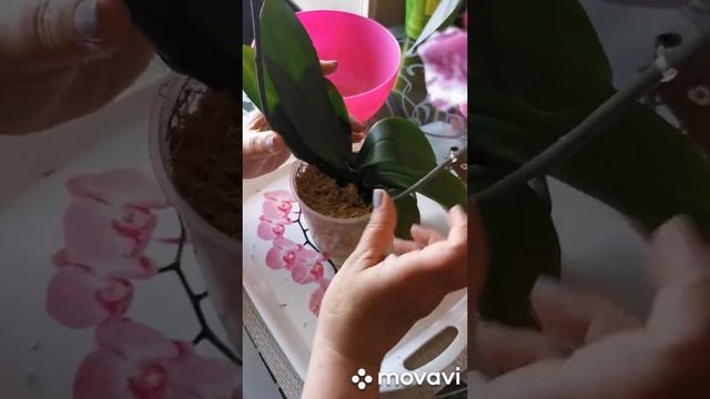 Проверка способа восстановления тургора за 3 дня... Решать Вам? смотреть онлайн