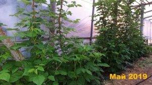 Малина Маравилла.  Зачем удалять листья...?