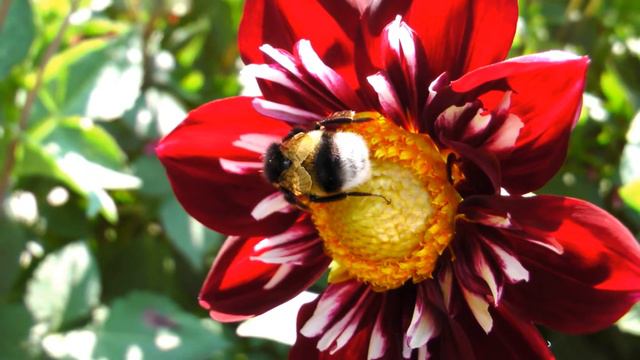 Alle Blumen wollen blühen-Dahlien Show смотреть онлайн