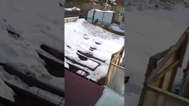 Хаха собаки не довольные! Я их дразнил!хах смотреть онлайн