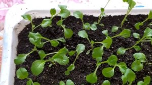 Колокольчик махровый. Пикировка.