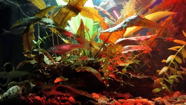 Горчаки смотреть онлайн