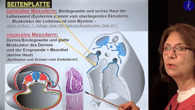 11. Woche: Differenzierungen des Mesoderms Entwicklung des Muskelsystems смотреть онлайн