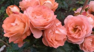 Роза Амелия Ренессанс