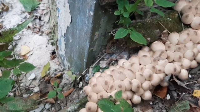 Усадьба Барина Кошелева! Первое посещение,продолжение будет.... смотреть онлайн