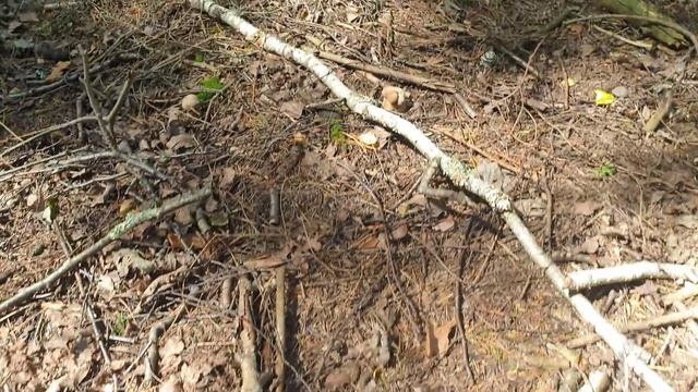 Сетчатые белые грибы в еловом лесу ! Земляника полянами ! Грибы 2020 ! смотреть онлайн