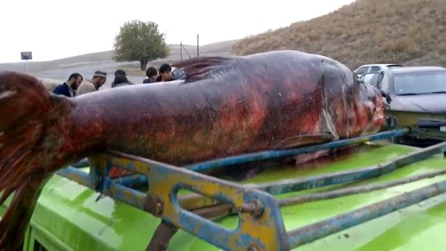 ШОКК РЫБА МУТАНТ С РЕКИ ПАНЧ ТАДЖИКИСТАН ПОЙМАЛИ смотреть онлайн