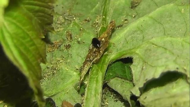 ИНСЕКТАРИЙ: 155. Костоед Синий (Necrobia violacea) смотреть онлайн