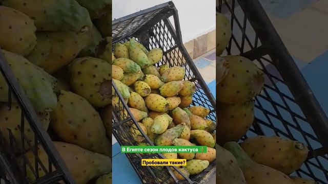Сезон съедобных плодов кактуса в Египте .Пробовали такие ? #египет #хургада #кактус #море смотреть онлайн