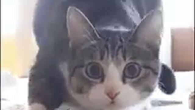 кот танцует смотреть онлайн