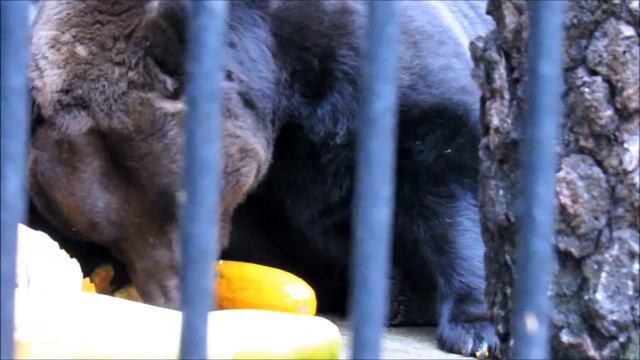 Бурый медведь Леха готовится к зиме. 24.10.19 г. смотреть онлайн