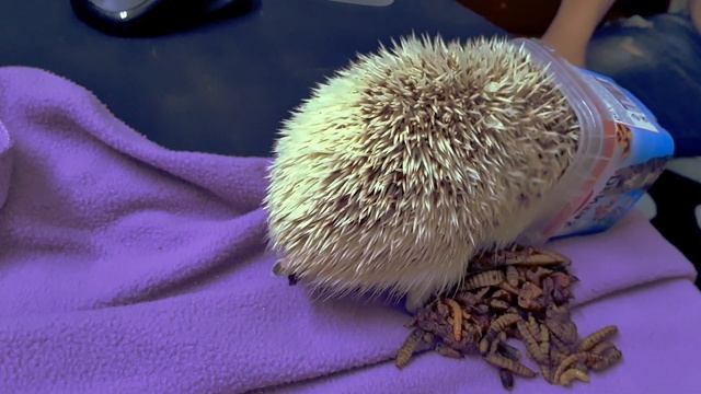 ЧЕМ ПИТАЮТСЯ АФРИКАНСКИЕ КАРЛИКОВЫЕ ЕЖИ смотреть онлайн