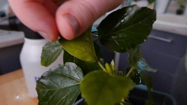 Черный грибок на гибискусе, как избавиться смотреть онлайн