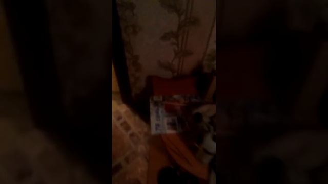 У моей собаки схватки(скоро щенки)(продолжение следует) смотреть онлайн