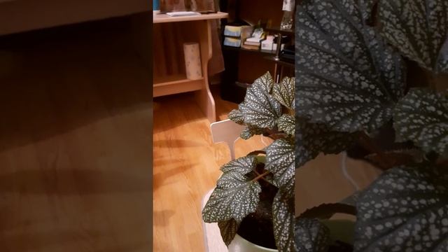 #бегония #уход #цветочки #красота Коралловая бегония. Уход. смотреть онлайн