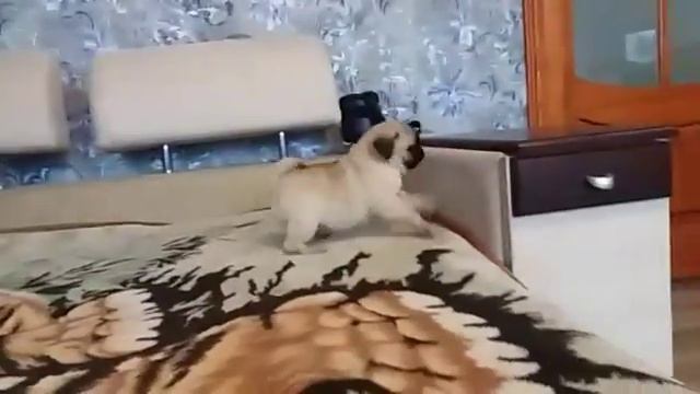 Хочу мопса !) Мопс! Щенок! Девочка мопс!) смотреть онлайн